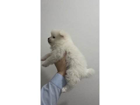 Tatlı pomeranian yavrumuz