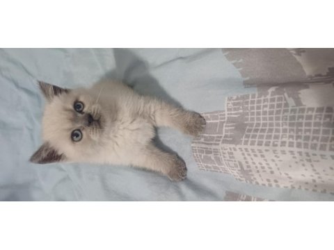 Yeni yuvasına hazır british shorthair