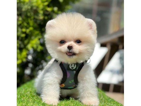 Safkan pomeranian boo bebekler