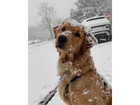 Golden retriever 2 yaşına yaklaştı