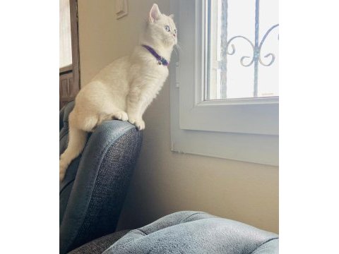 Mavi gözlü british shorthair kızımız