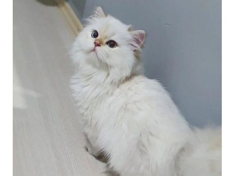 Full şecereli british longhair yetişkin dişi