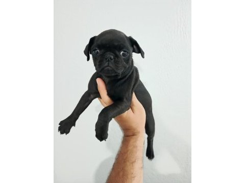 Pug mops yavrularımız teslime hazır
