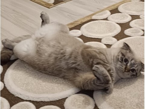 Scottish fold dumanımıza aile arıyoruz