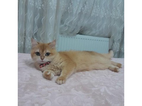 Bri ny12 black golden shell 2 yaşında dişi