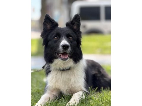 Köpeğimizden daha akıllısı yok