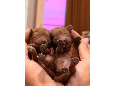 Teacup aşılı eğiitimli premıum toy poodle