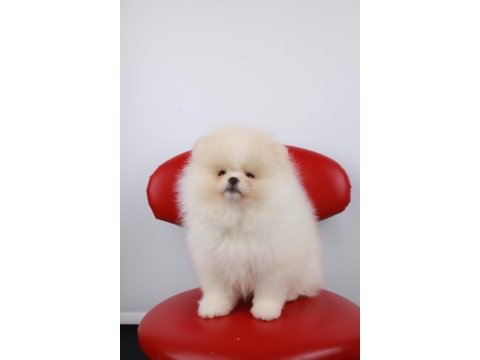 Ayı surat pomeranian isteyenler