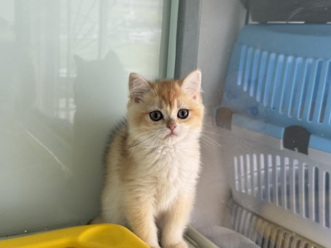 En güzel ny12 golden british shorthair yavrumuz