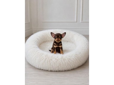 Apple head chıhuahua