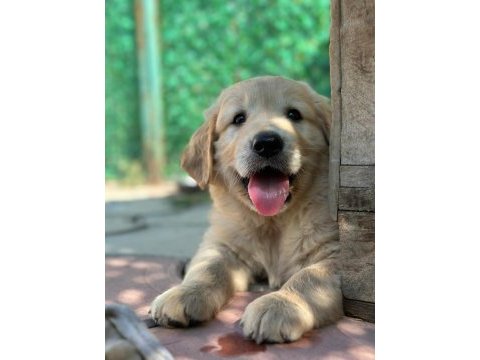 Yavru golden retriever