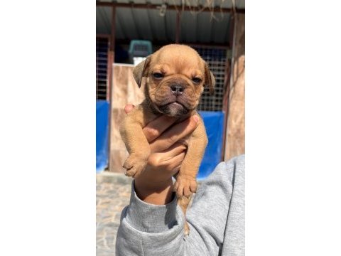 Sevimli ingiliz bulldog yavrularımız