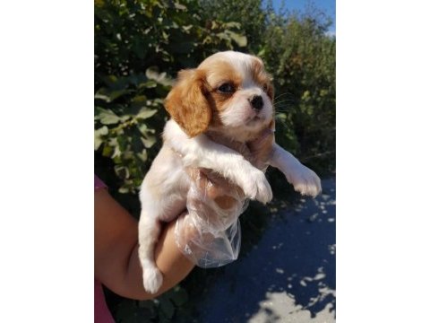 Orjinal cavalier king charles yavrularımız
