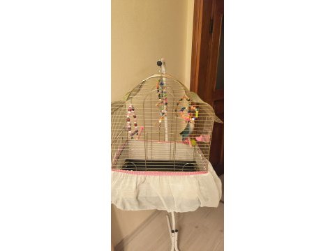 2 yaşında parmağa alışkın uysal kuşumuz