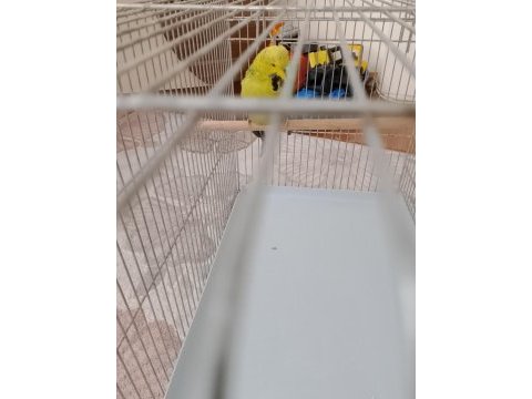 Satılık show jumbo çift muhabbet kuşu