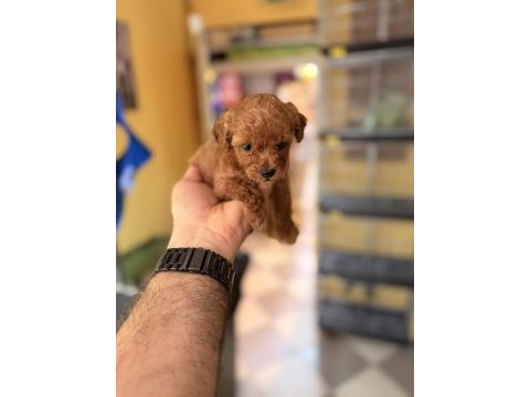 1 aylık erkek poodle yavru yer izmir