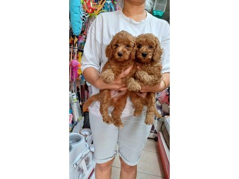 Toy poodle