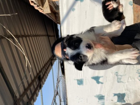 Border collie yavrularım sağlık ve ırk garantilidir