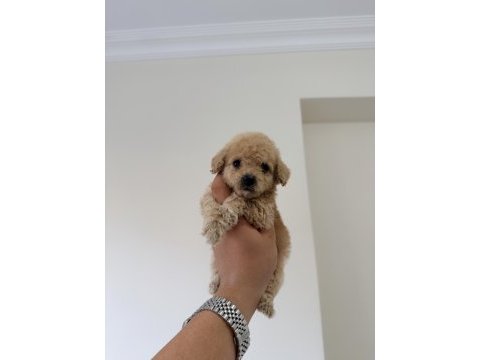 Mikro 0 numara poodle yavrumuz yeni yuvasına hazır