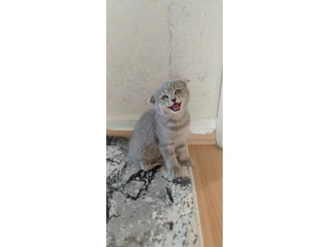 2.5 aylık scottish fold