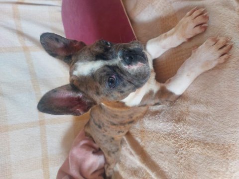French bulldog puppy