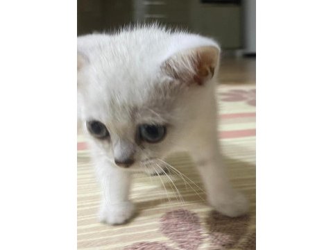 Eğitimli british shorthair