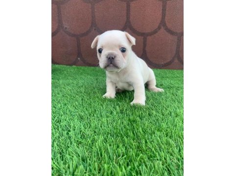 Kalıcı renkli gözlü ırk garantili french bulldog yavrularım