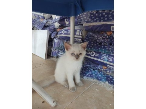 Safkan ayı surat kedimiz