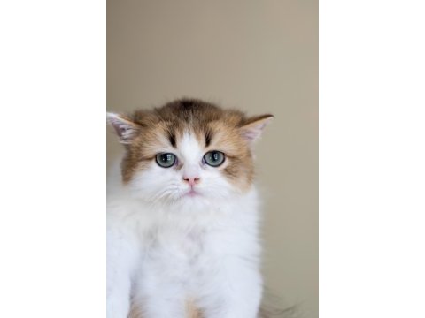 3 aylık safkan british longhair bicolor by11 03