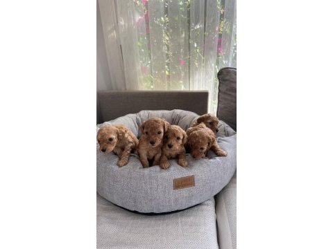 Safkan toy poodle 0-3 aylık