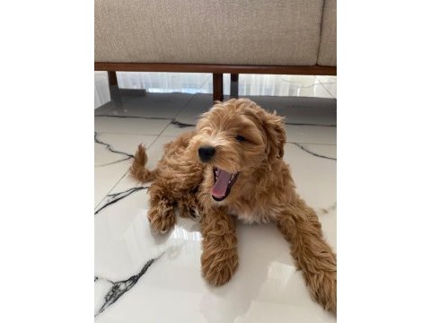 Maltipoo dişi yavru