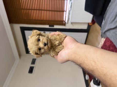 Micro teacup özel yavru