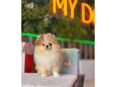 Özel merle renk pomeranian boo dişi
