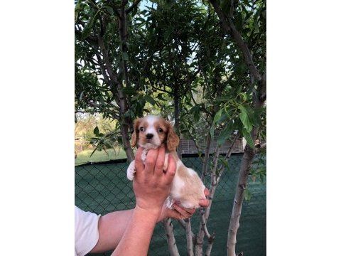 A plus kalite cavalier king charles bebekler