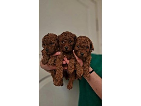 Teacup boy red brown poodle yavrularımız
