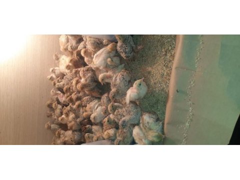 Damızlık ve yavru bıldırcın yumurtası bulunur