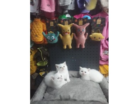 Dişi erkek karbeyaz safkan british shorthair