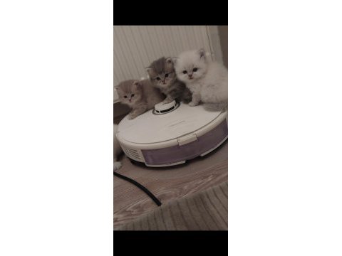 British longhair kedisi