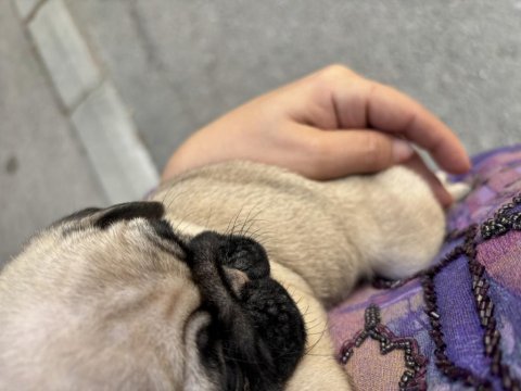 Son kalan pug dişi