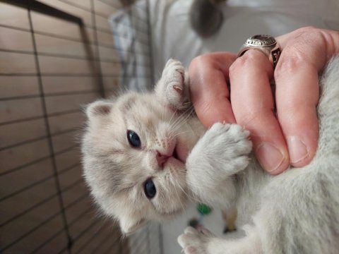 Ömürlük british shorthair yuvalarını bekliyorlar