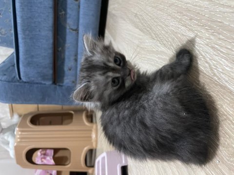 Chinchilla yavrular