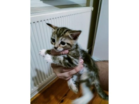 Ücretsiz sahiplendirilecek british shorthair melezi