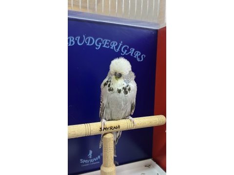 Show jumbo kuşlar takımlar isteyene yardımcı olurum