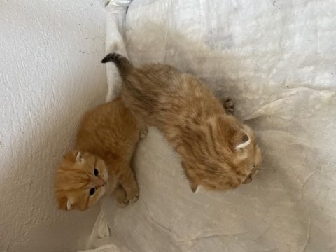 Sahiplendirilecek british shorthair