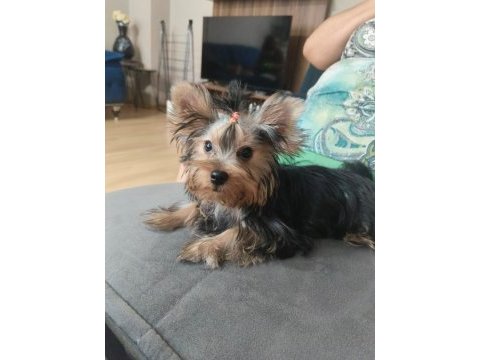 Micro boy yorkshire terrier bebekler