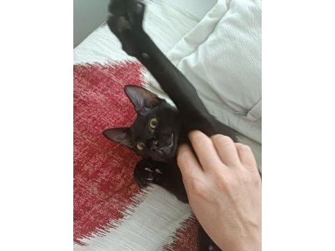 4 aylık erkek kedimiz aşılı ve kısırlaştırma destek olunacak
