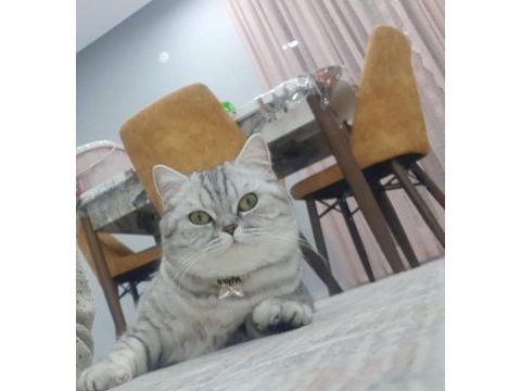 Yavru kedilerimiz sahiplendirilecektir