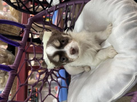 2.5 aylık erkek chihuahua longhair