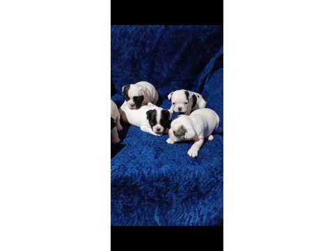 Fransız bulldog yavrular izmir