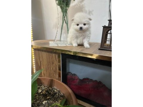 Pomeranian bebekleri